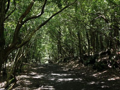 東海自然歩道を歩く紅葉台・三湖台・五湖台トレッキングコース