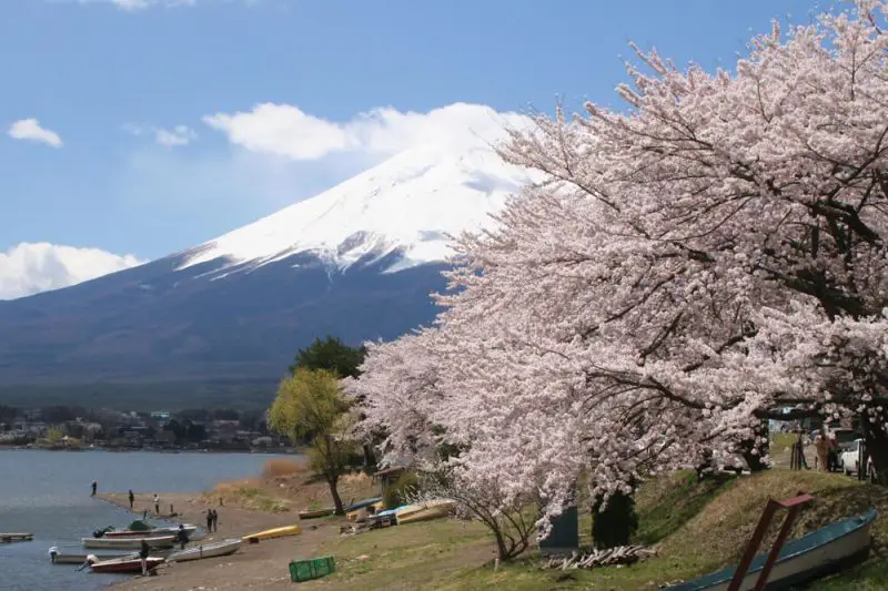 富士山河口湖 春のおすすめお花見スポット5選♪ -｜『富士眺望の湯