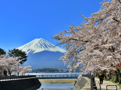 富士山河口湖 春のおすすめお花見スポット5選♪