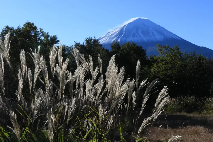 紅葉台　富士山とすすき