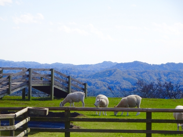 マザー牧場で動物とふれあえる