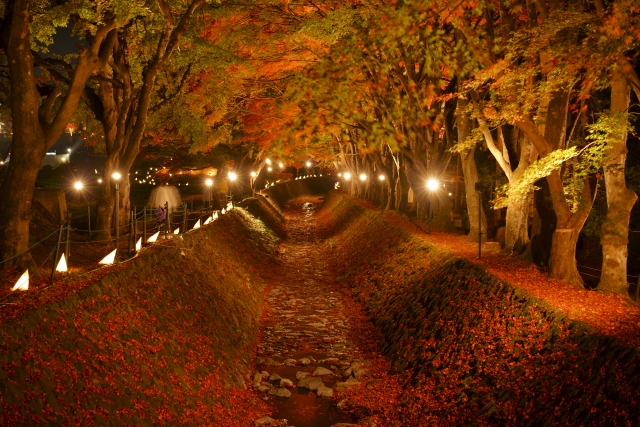 【山梨県】もみじ回廊