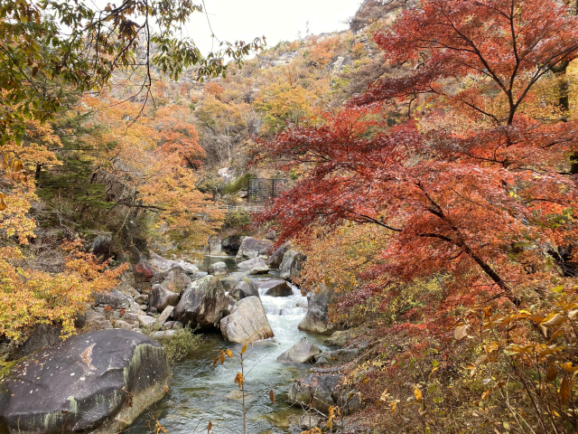 【甲府・山梨市エリア】渓谷美と秋の自然を歩いて満喫するコース