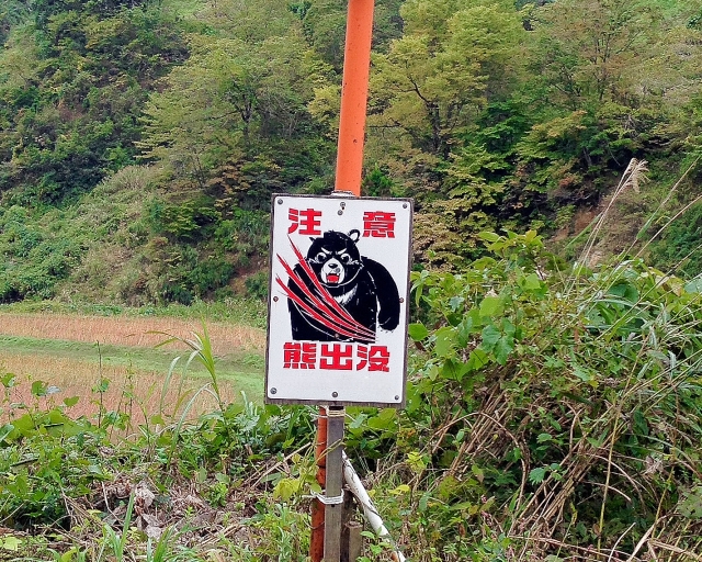 山梨で秋の山菜狩りをする際の注意点3つ