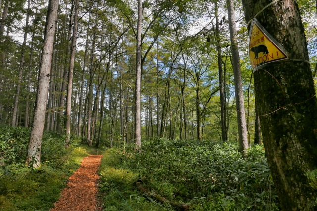 秋に山梨で安全に採取するならガイドツアーを利用しよう