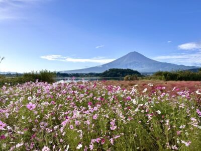 山梨のコスモス名所7選!見頃や富士山と楽しめるスポットを紹介
